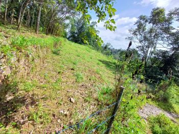60 Cent Agricultural Land for Sale at Pathanamthitta Budget - 3600000 Total