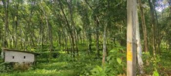 50 Cent Agricultural Land for Sale at Pathanamthitta Budget - 200000 Cent