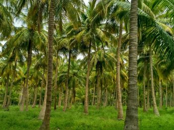 22 Cent Agricultural Land for Sale at Guruvayur Budget - 400000 Cent