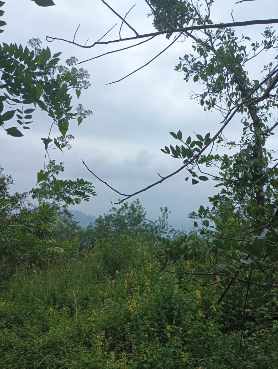 Agricultural Land For Sale