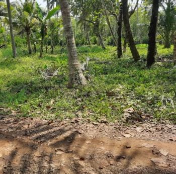 21 Cent Agricultural Land for Sale at Kanjiramattom Budget - 400000 Cent