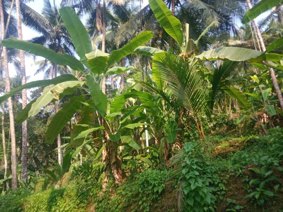 Agricultural Land For Sale