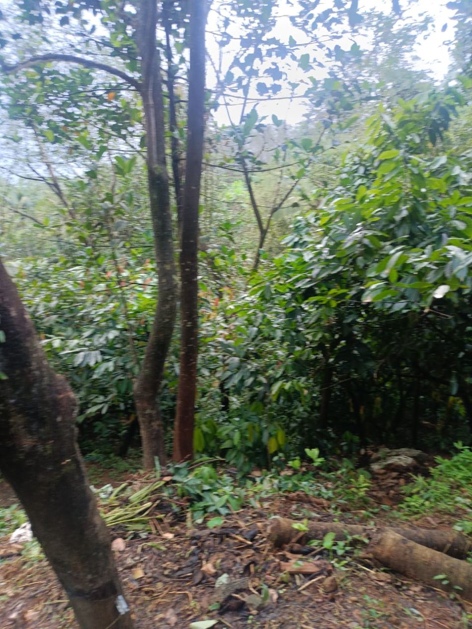 Agricultural Land For Sale