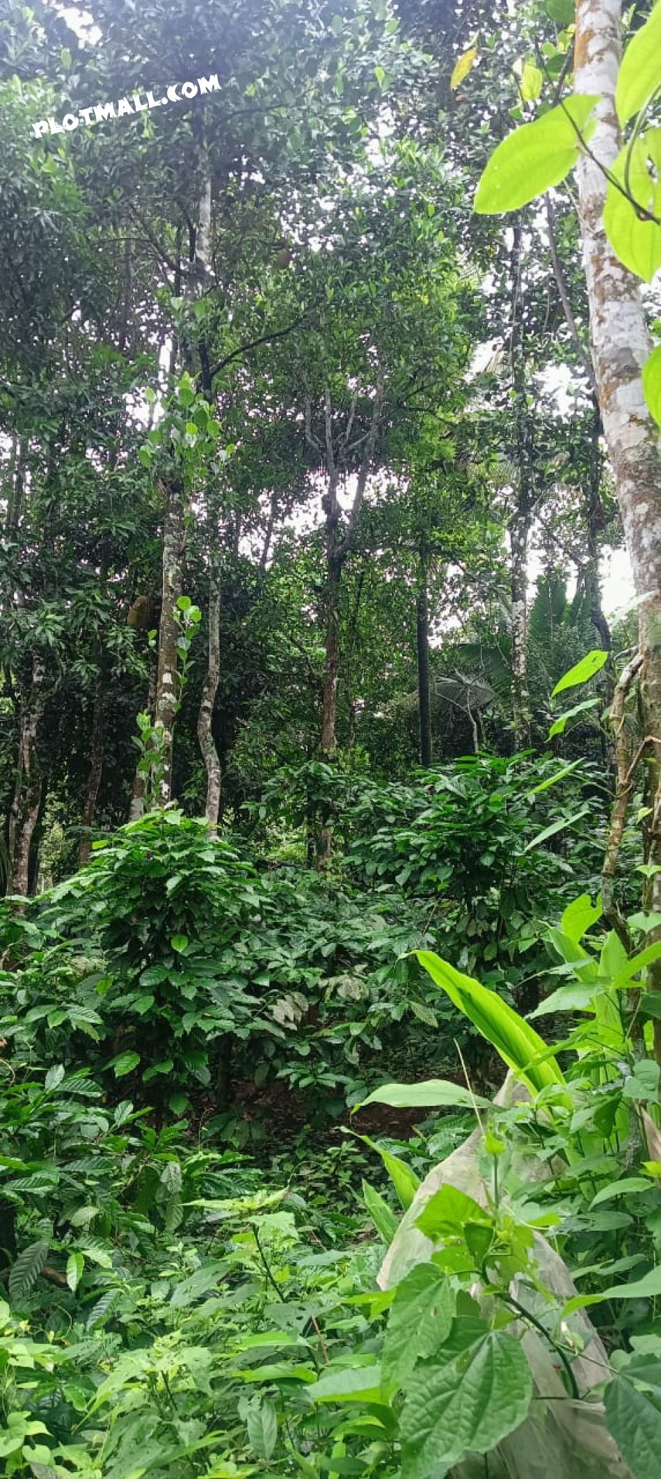 Agricultural Land For Sale