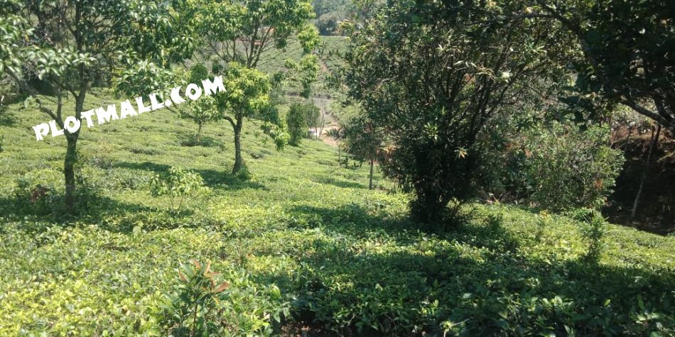 Agricultural Land For Sale
