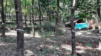 56 Cent Agricultural Land for Sale at Palakkad. Budget - 40000 Cent