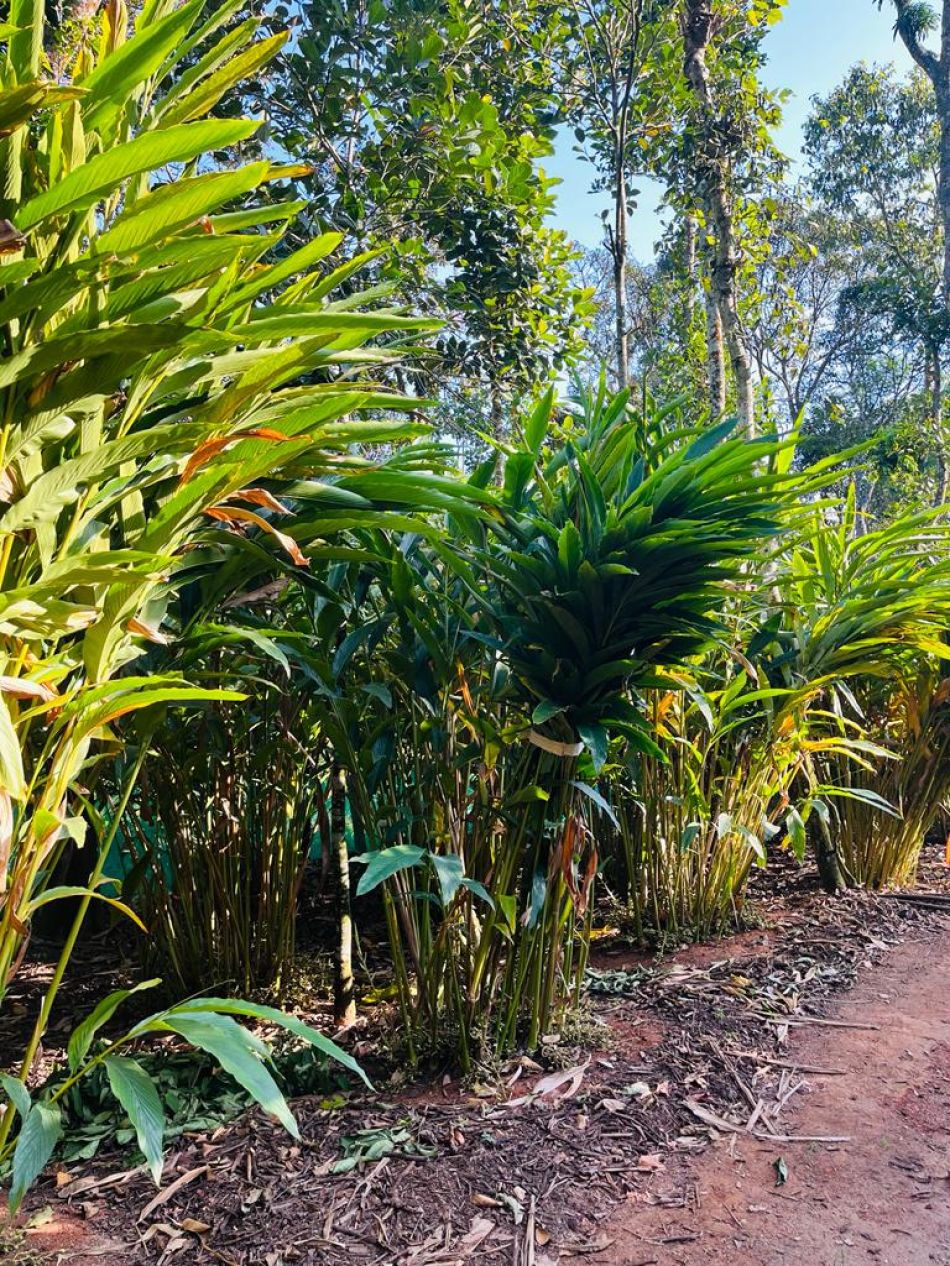 Commercial Land For Sale