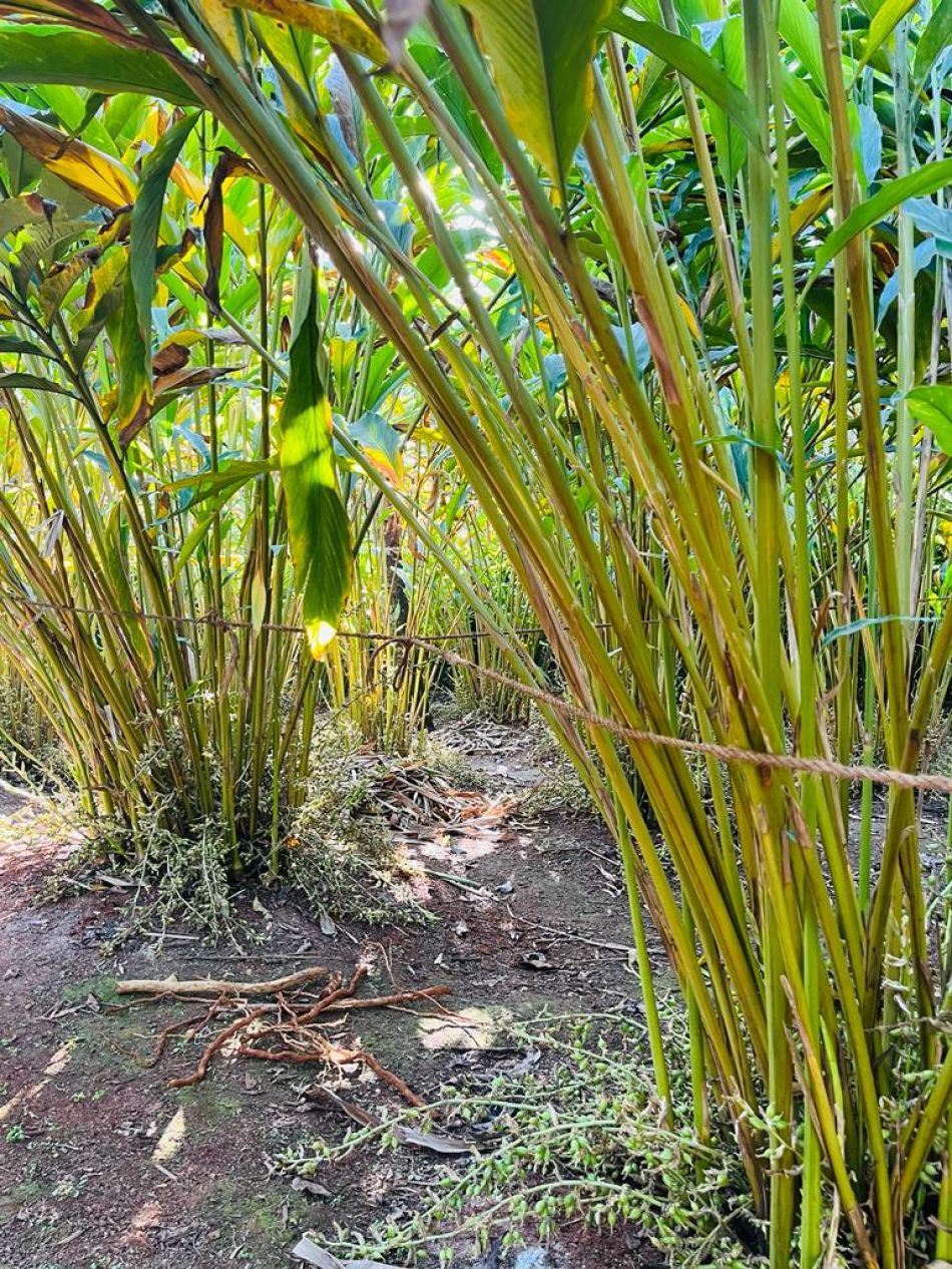 Commercial Land For Sale