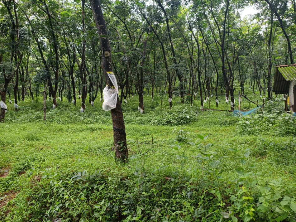 Commercial Land For Sale