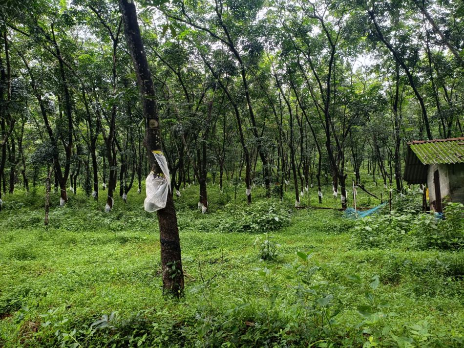 Commercial Land For Sale