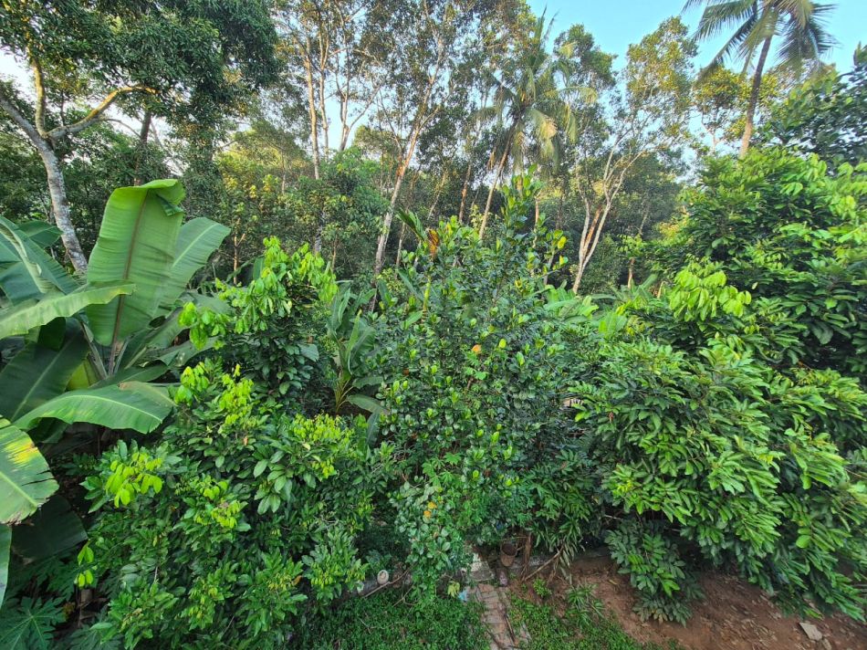 Commercial Land For Sale
