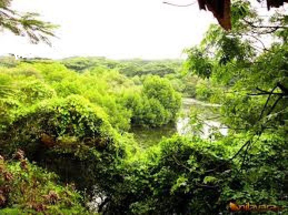 Mangalavanam From Balcony