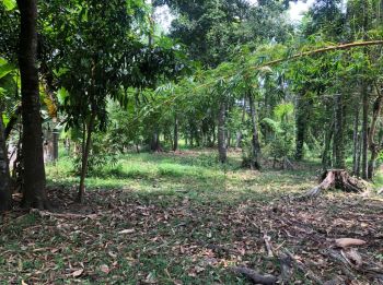 16cent Cent Residential Land for Sale at Muthukulam Budget - 135000 Cent