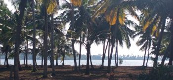 72 Cent Residential Land for Sale at Arattupuzha Budget - 90000 Cent