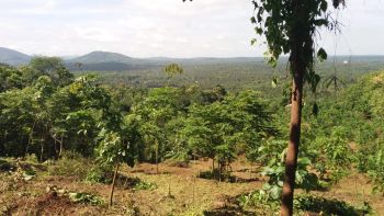 5.38 Acre Agricultural Land for Sale at Chalakudy Budget - 65000 Cent