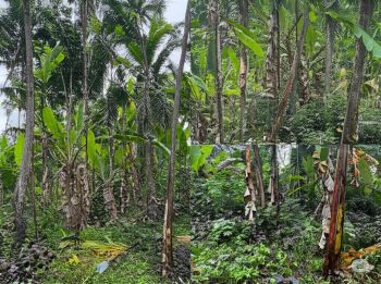 20 Cent Residential Land for Sale at Alappuzha Budget - 400000 Cent