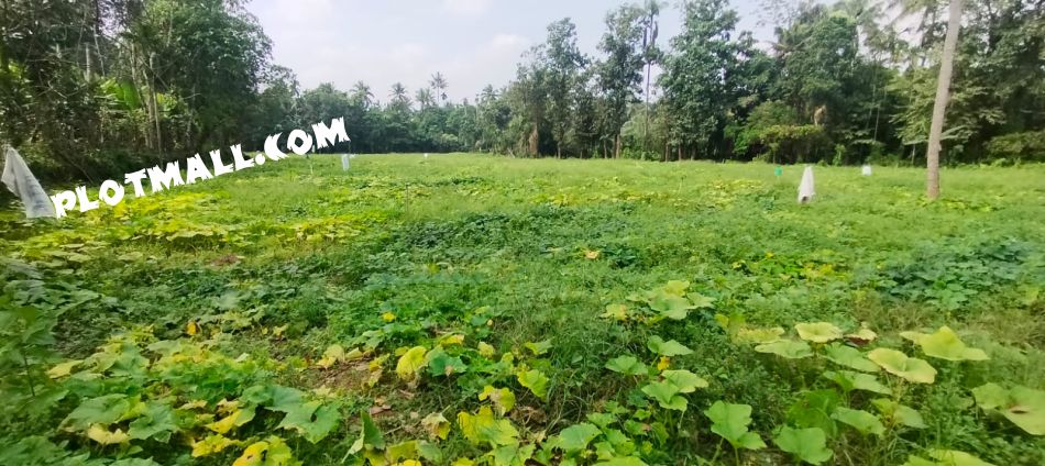 Residential Land For Sale