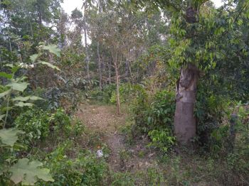 18 Cent Residential Land for Sale at Kumily Budget - 650000 Cent