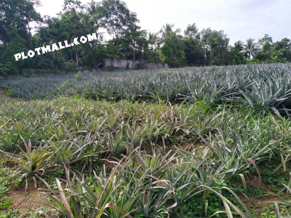 Residential Land For Sale