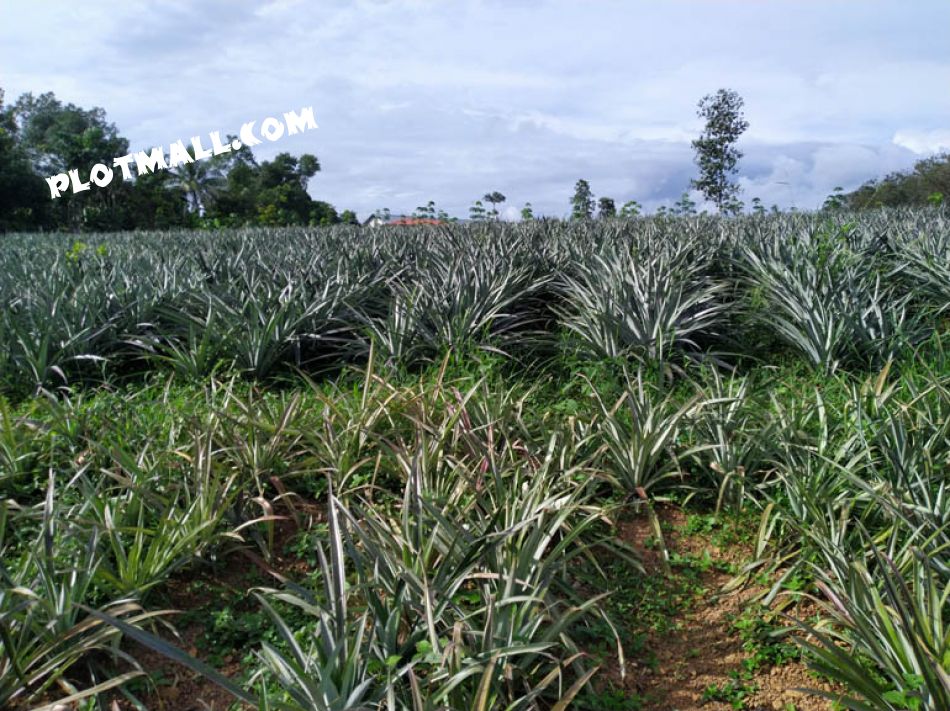 Residential Land For Sale