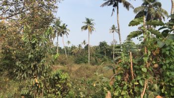 192 Cent Residential Land for Sale at Thiruvalla Budget - 700000 Cent